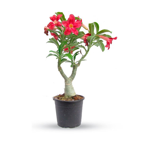 Adenium Mix P18L