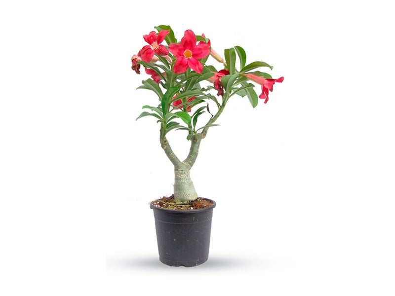 Adenium Mix P18L