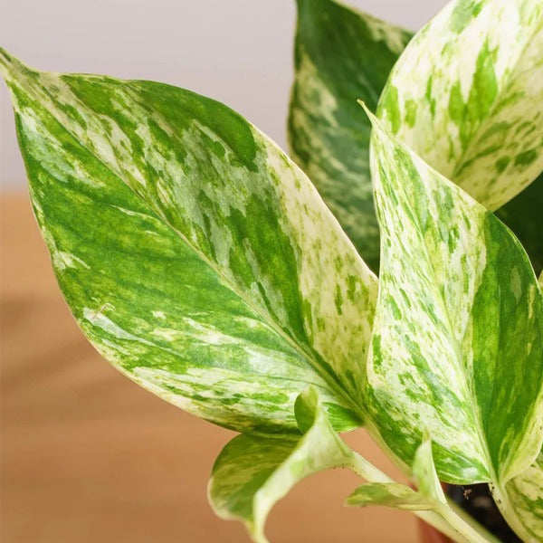 Epipremnum Mix 'P12