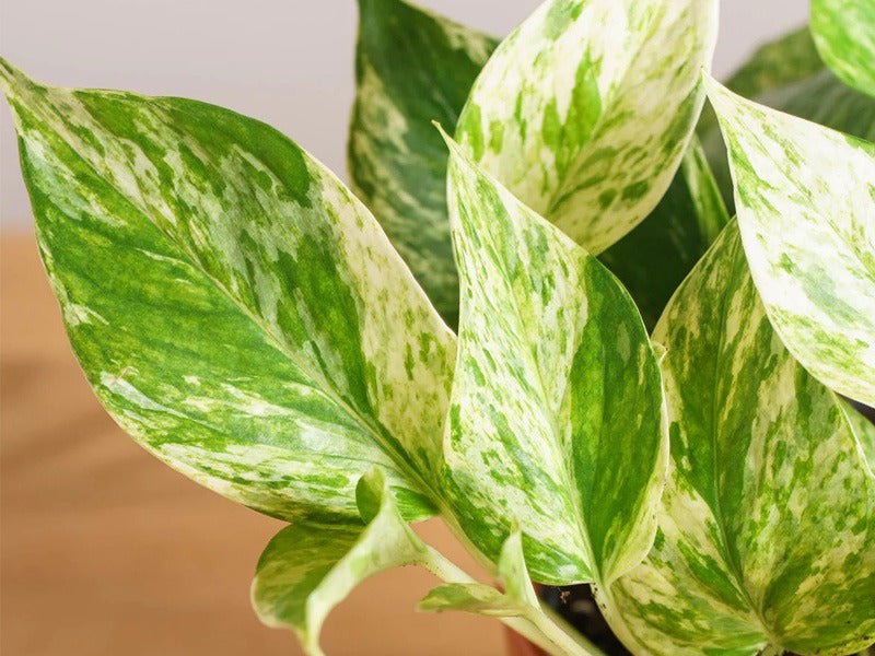 Epipremnum Mix 10-15cm