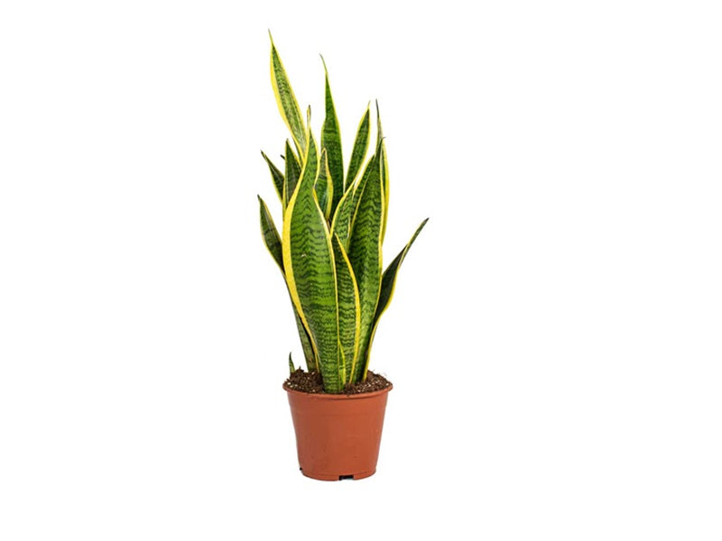 Sansevieria Trifasciata 55-60cm