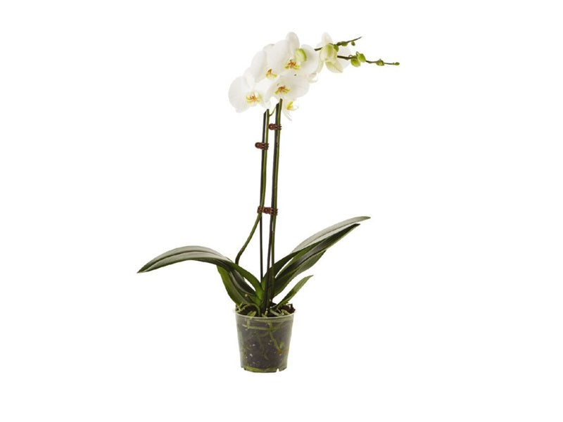 Phalaenopsis White