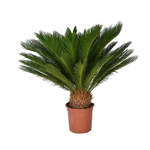 Cycas Revoluta 60-80cm