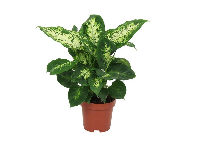 Dieffenbachia Compacta