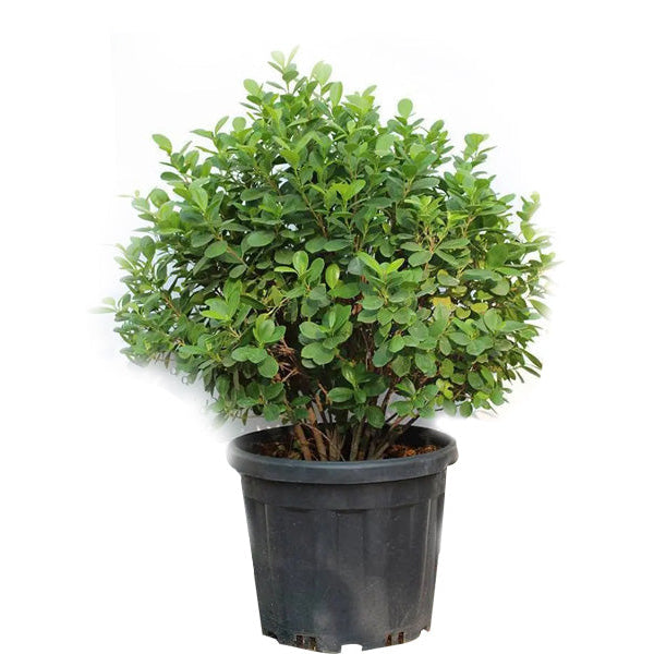 Ficus Panda 'P10L