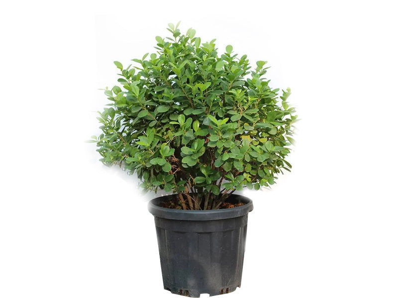 Ficus Panda 'P10L