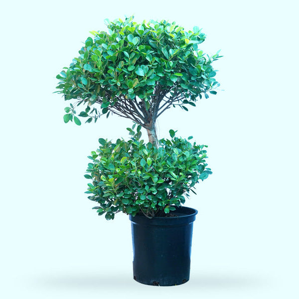 Ficus Panda 2 Head