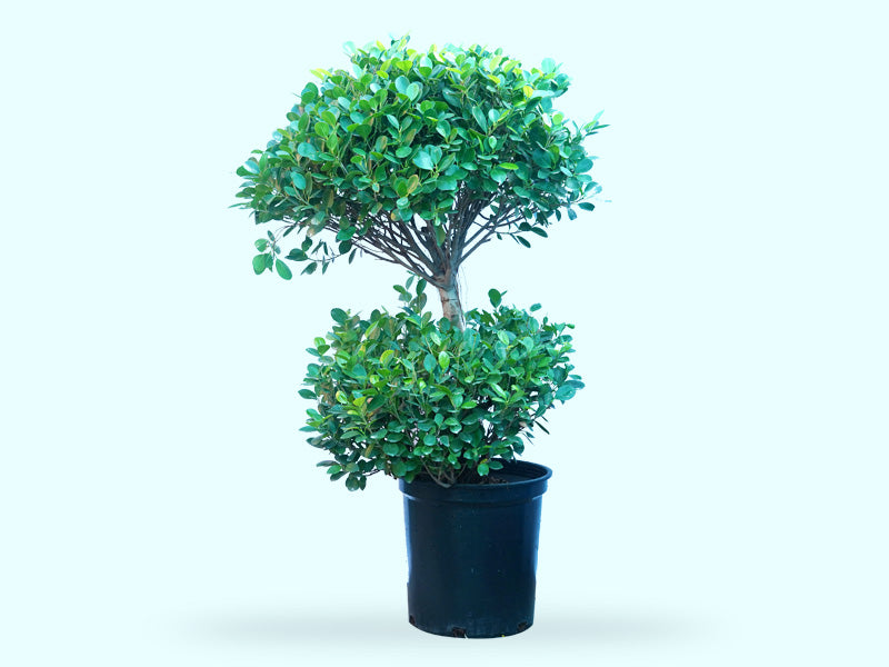 Ficus Panda 2 Head
