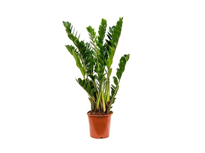 Zamioculcas Zamifolia 35-40cm