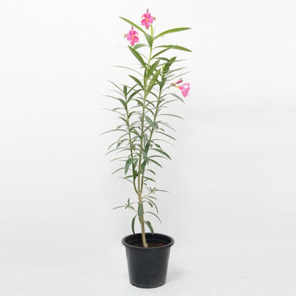 Nerium Oleander 'P8