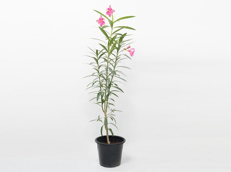 Nerium Oleander 'P8