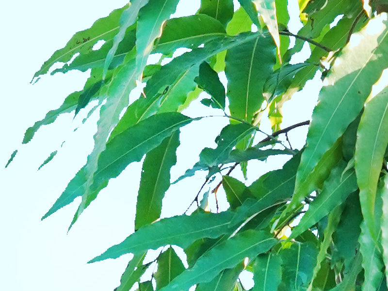 Ashoka Tree 'P30L