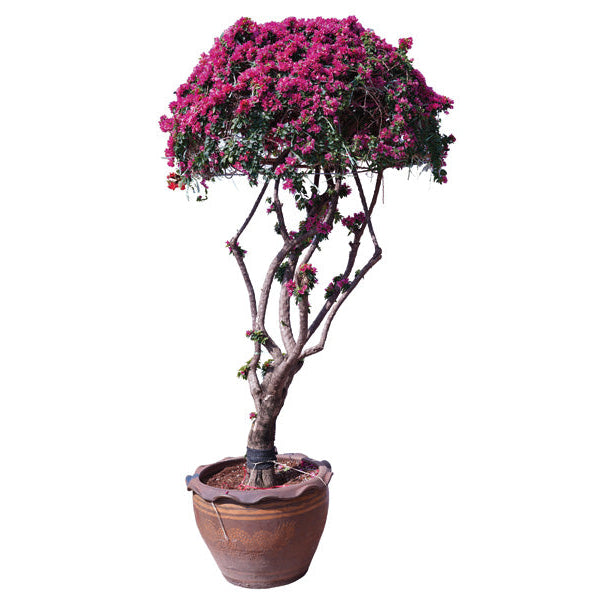 Bougainvillea Umbrella Shape