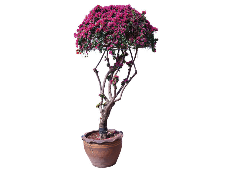 Bougainvillea Umbrella Shape