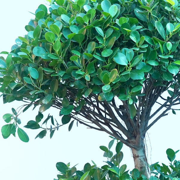 Ficus Panda 2 Head