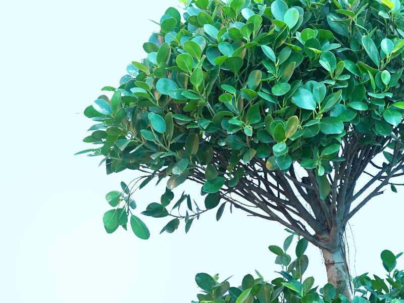 Ficus Panda 2 Head