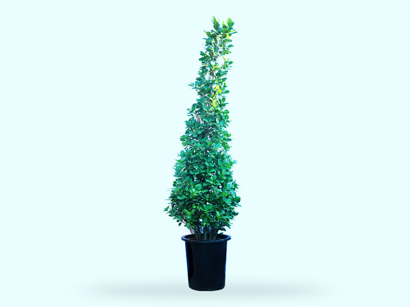 Ficus Panda Cone '300