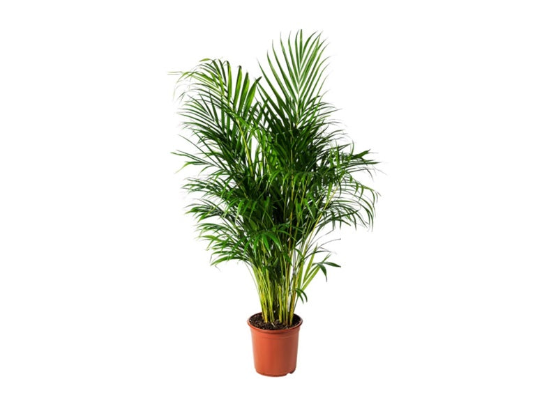 Chrysalidocarpus Lutescens 'P30L