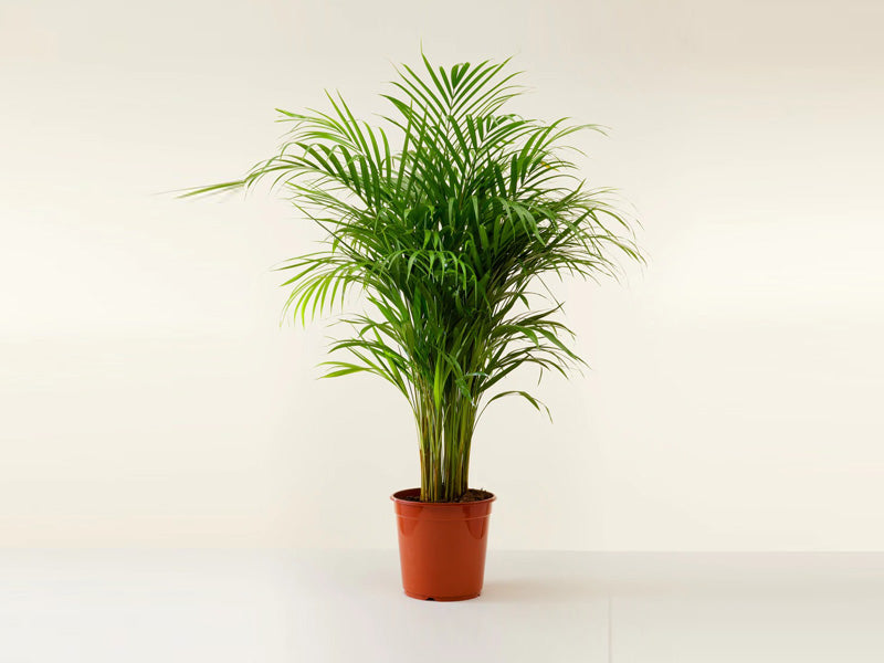 Chrysalidocarpus Lutescens 'P30L