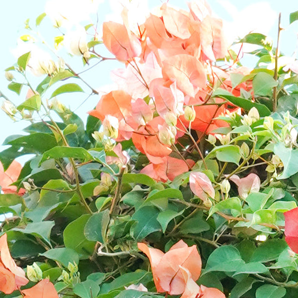 Bougainvillea 1 Head
