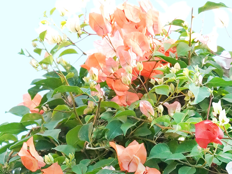 Bougainvillea 1 Head