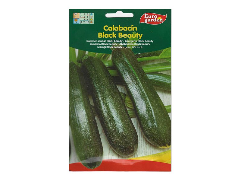 Summer Squash Black Beauty Seed