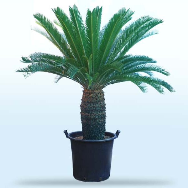 Cycas Revoluta 'P70