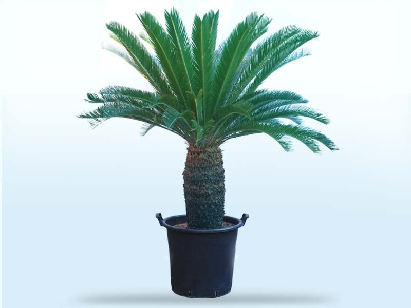 Cycas Revoluta 'P70