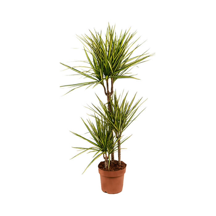 Dracaena Marginata Sunray 3pp H140cm