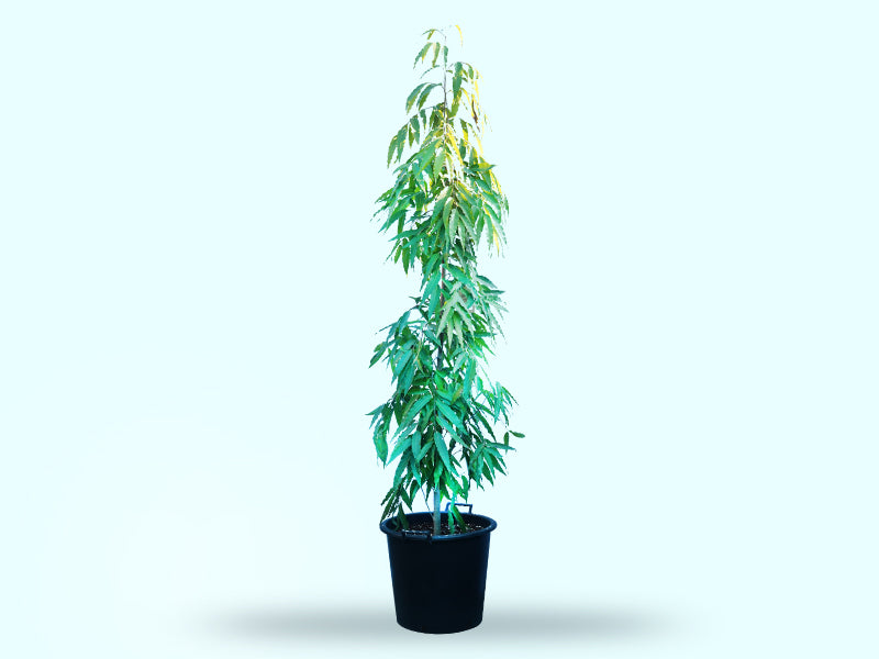 Ashoka Tree 'P30L