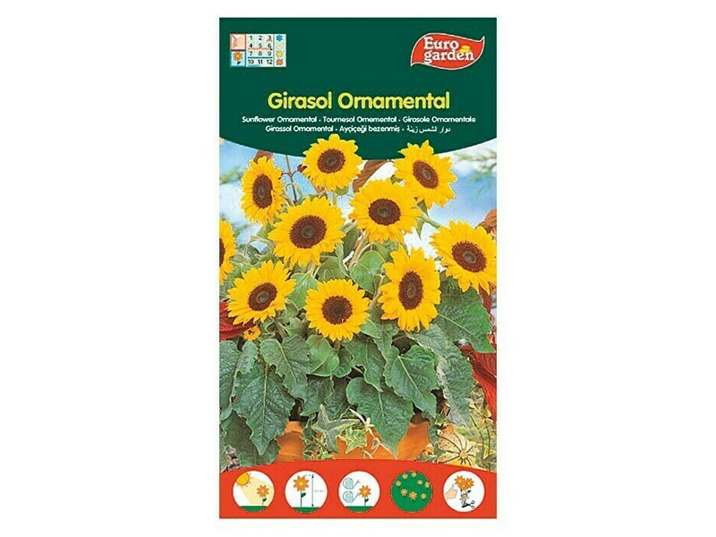 Sunflower Seeds